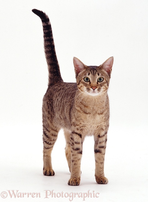 Brown spotted Bengal x Siamese cat Sadie, white background