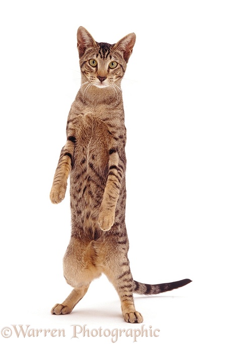 Oriental Tabby female cat standing, white background