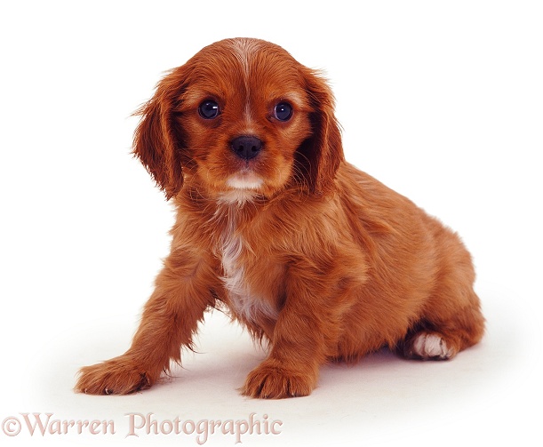 Cavalier King Charles puppy, 8 weeks old, white background