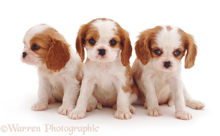 Cavalier King Charles puppies, 6 weeks old, white background