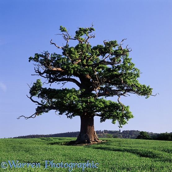 English Oak (Quercus robur) in a field. Spring 2004.  Surrey, England