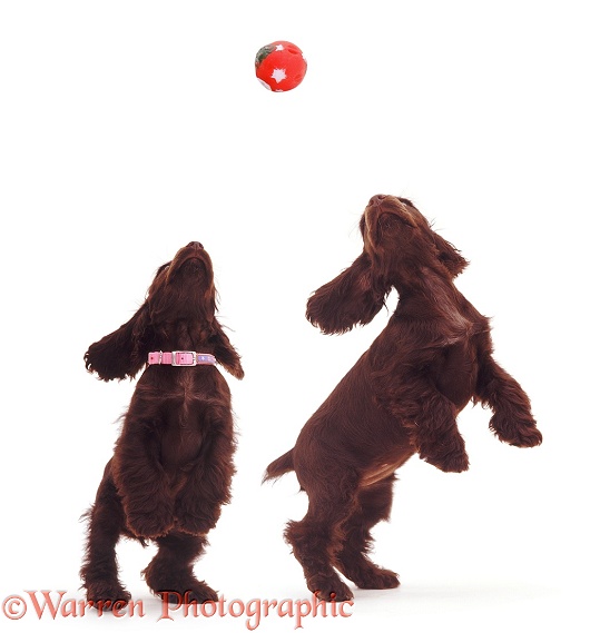 Chocolate Cocker Spaniel pups playing ball, white background