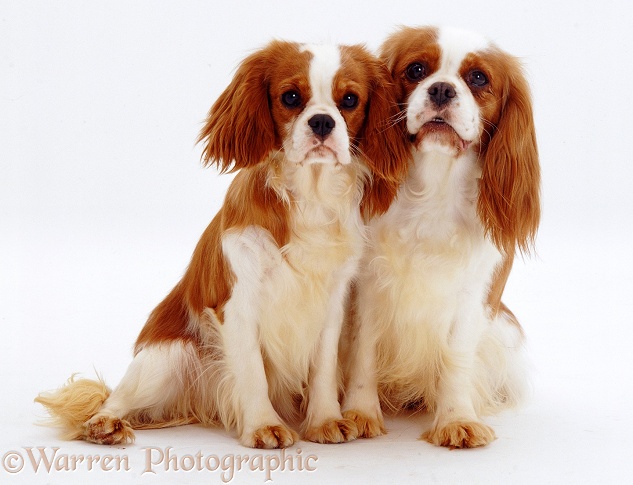 Cavalier King Charles Spaniel mother and puppy, white background
