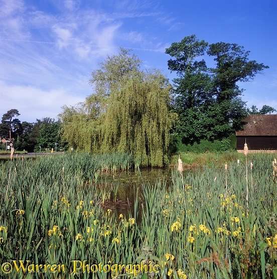 Buckland Pond.  Surrey, England