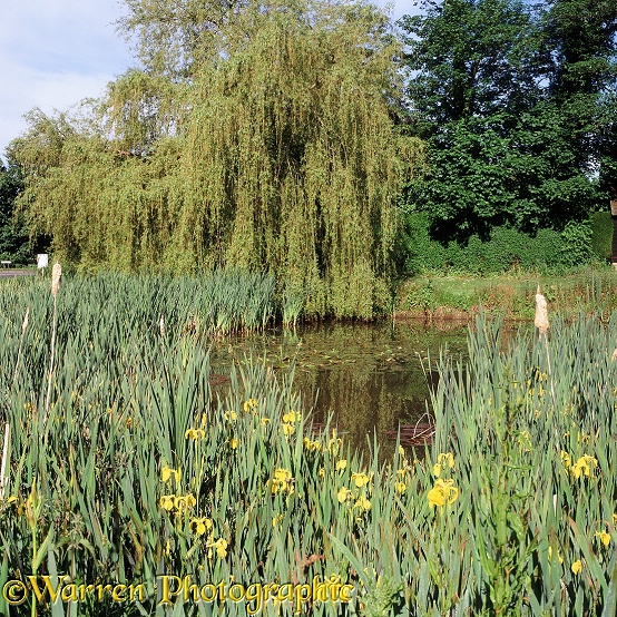 Buckland Pond.  Surrey, England