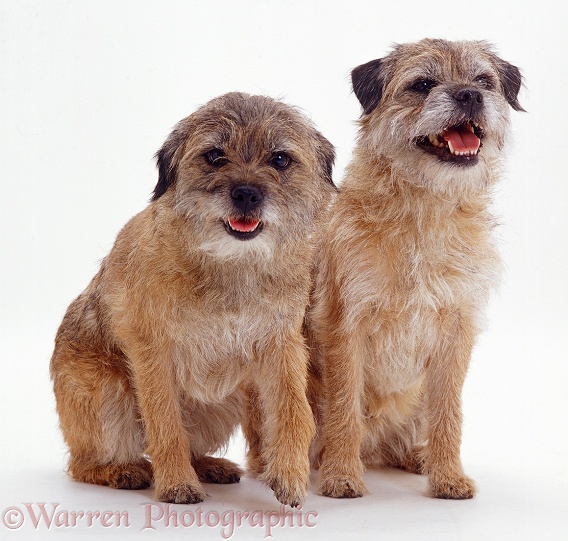 Two Border Terriers, white background