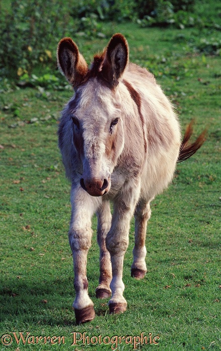 Donkey