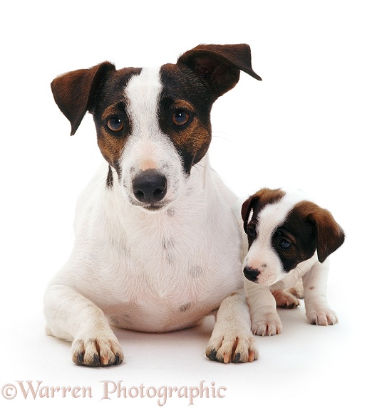Jack Russell Terrier and pup, 8 weeks old, white background