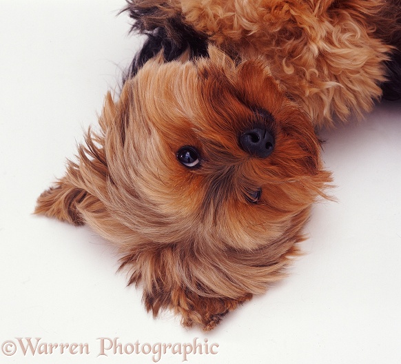 Yorkshire Terrier, white background