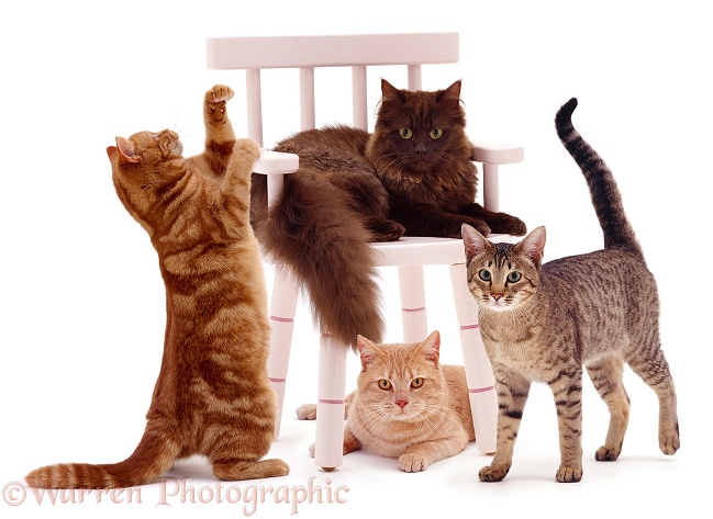 Group of Cats around a child's chair, white background