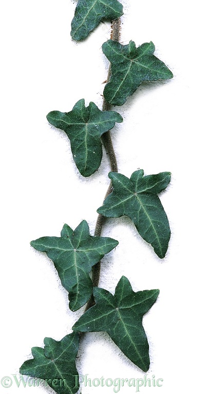 Ivy (Hedera helix).  Europe, white background