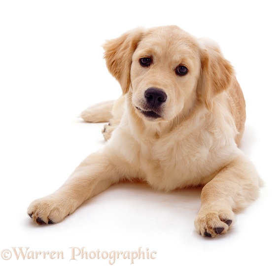 Golden Retriever bitch pup Lola, 5 months old, white background