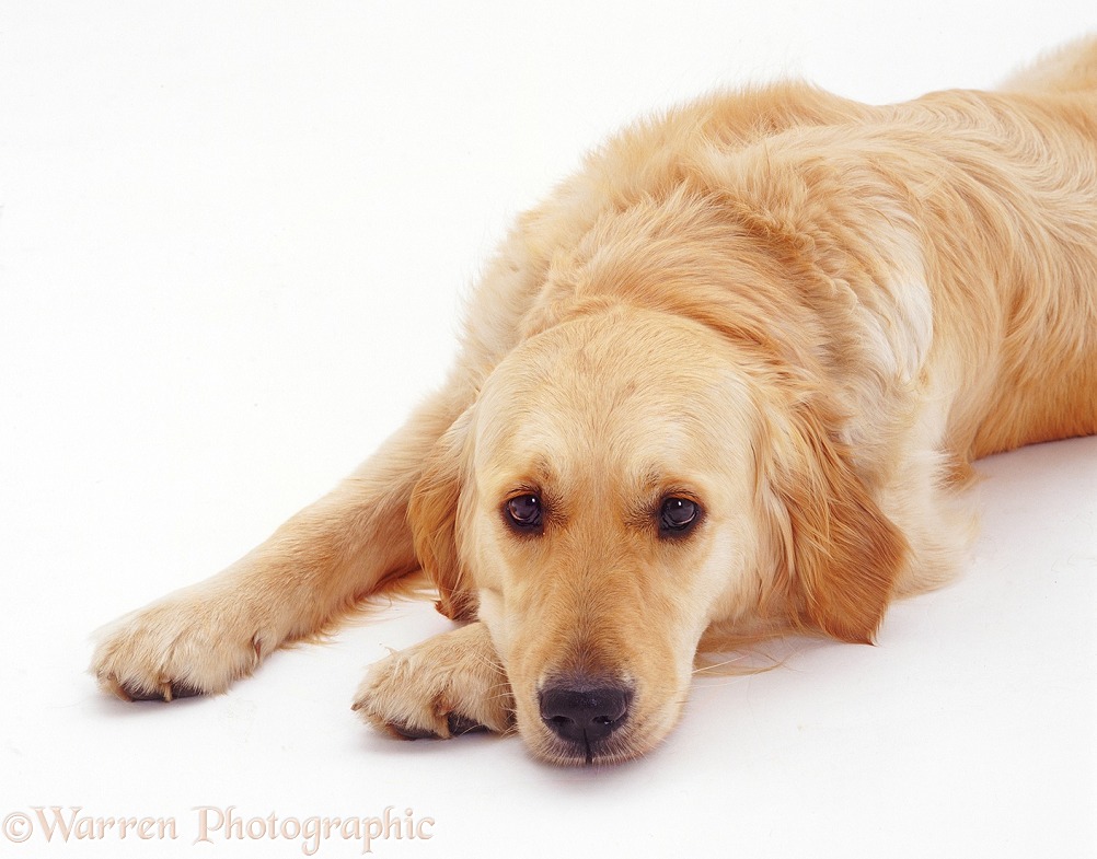 Golden Retriever with its chin on the ground, white background
