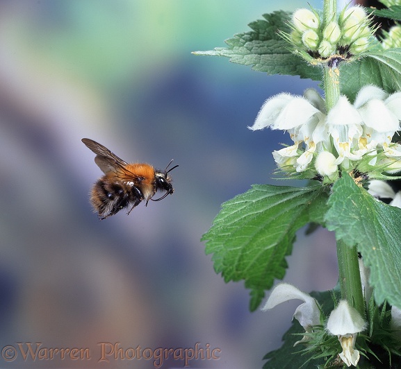 Common Carder Bee (Bombus pascuorum) visiting White Deadnettle