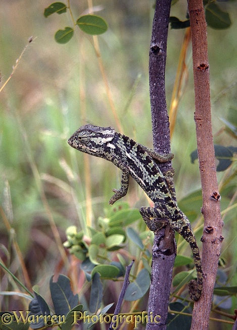Flap-necked Chameleon (Chamaeleo dilepis) in savannah bush.  Africa