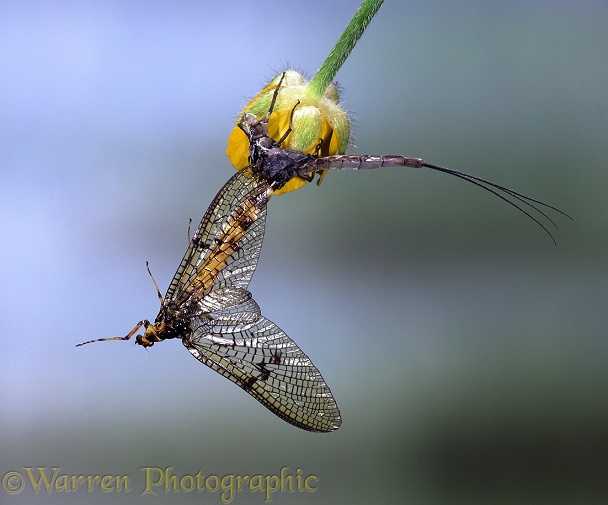 Mayfly (Ephemera danica) adult female emerging from the skin of a sub-adult or dun
