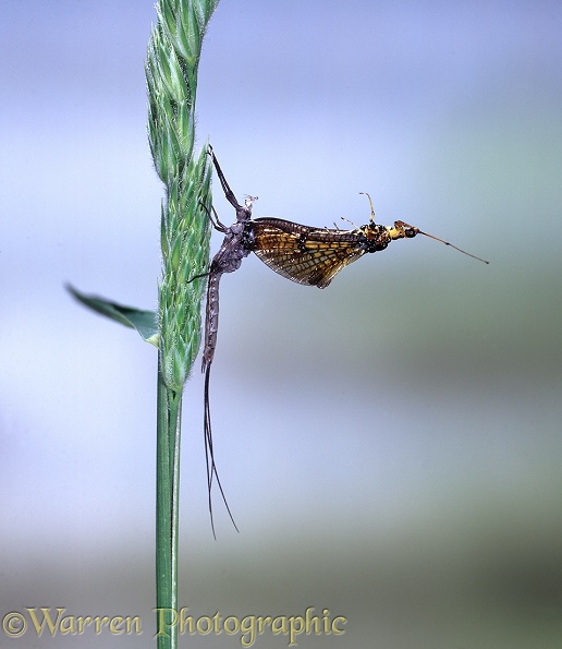 Mayfly (Ephemera danica) adult male emerging from the skin of a sub-adult or dun.  Europe