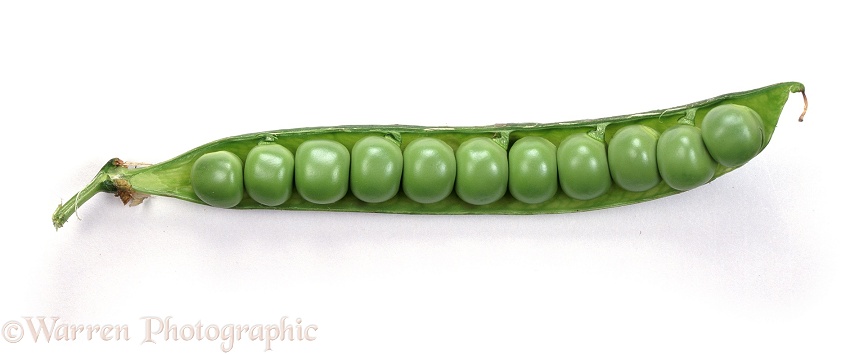 Green peas in a pod, white background