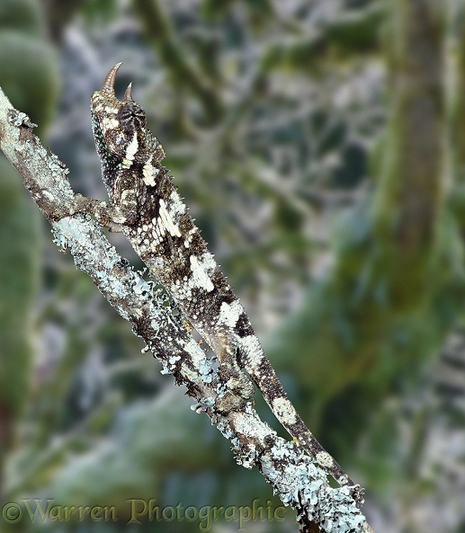 Jackson's Chameleon (Chamaeleo jacksonii) camouflaged on lichen-covered stick.  East Africa