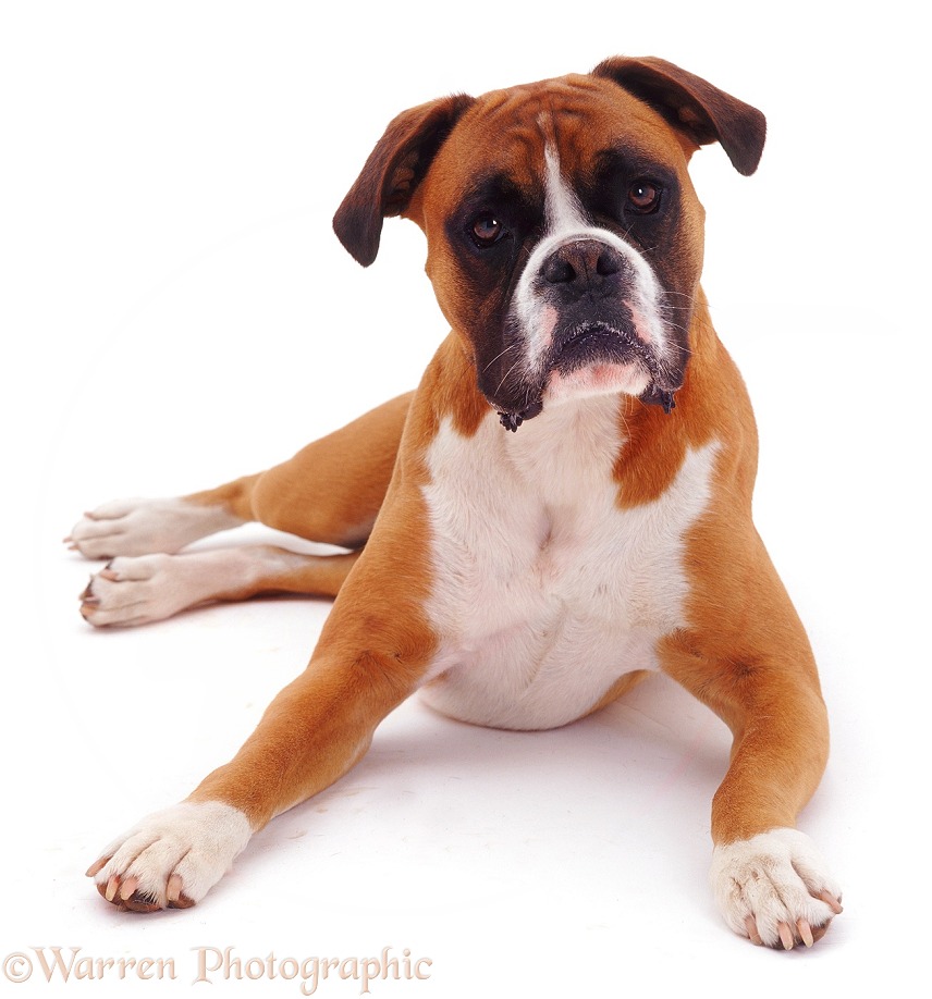Boxer bitch, lying with head up, white background