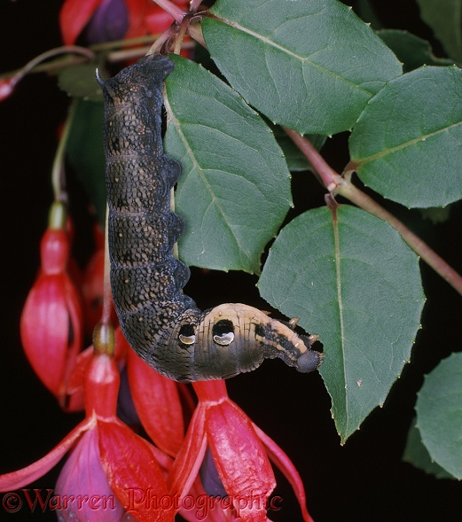 Elephant Hawk Moth (Deilephila elpenor) caterpillar eating a Fuchsia leaf.  Europe