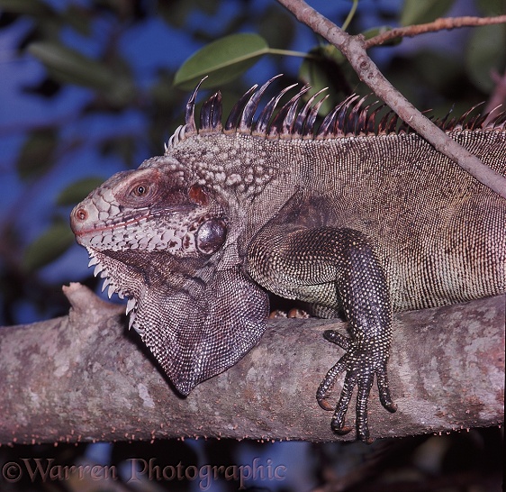 Green Iguana (Iguana iguana) adult male displaying.  South America