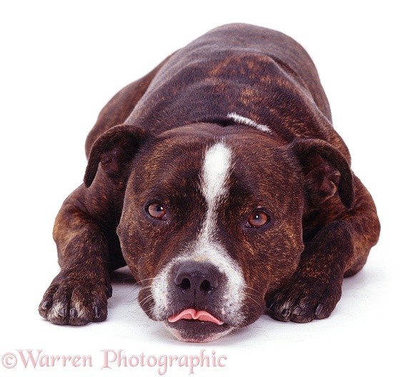 Staffordshire Bull Terrier Buster lying with his chin on the floor, white background