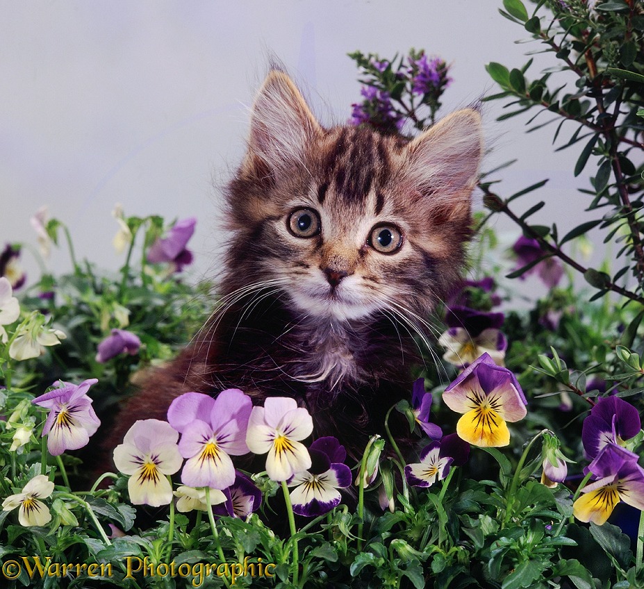 Fluffy tabby kitten with purple pansies