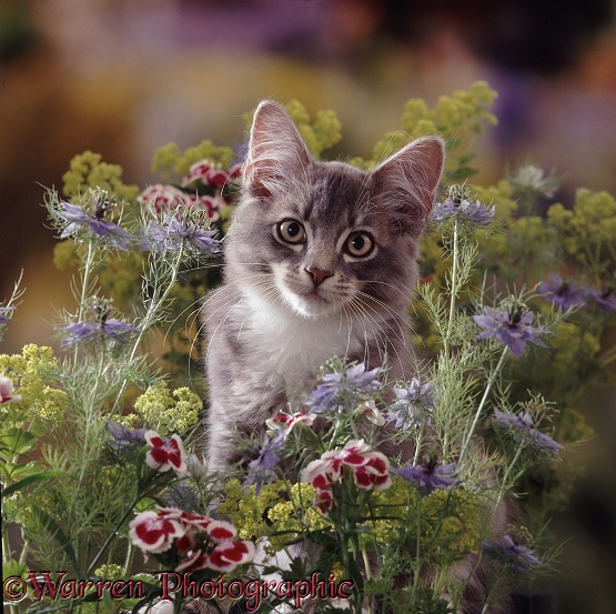 Grey tabby kitten among flowers