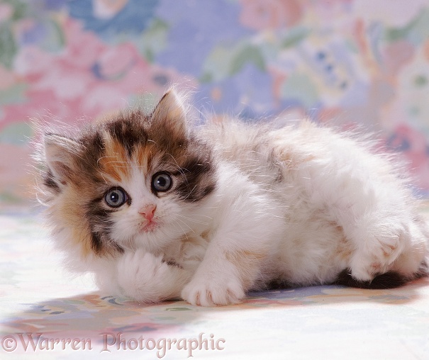 Tortoiseshell-and-white Persian cross kitten