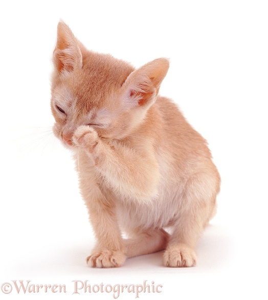 Cream kitten uses his paw as a hanky to dry his nose after a sneeze, white background