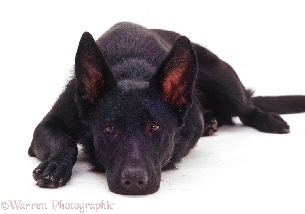 Black German Shepherd Dog, Inca, with his chin on the floor, white background