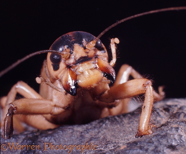Giant Cricket (Brachytrypes membranaceus) showing jaws.  Africa