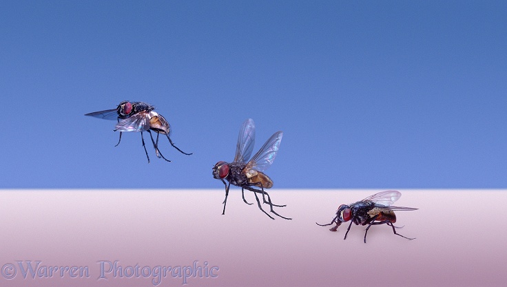 Common House Fly (Musca domestica) taking off from a table top