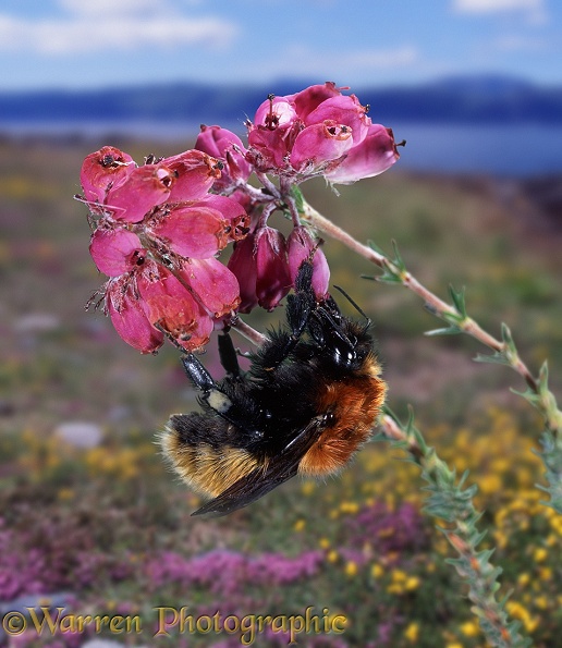 Northern Moss Carder Bee (Bombus muscorum) in the Outer Hebrides.  Europe