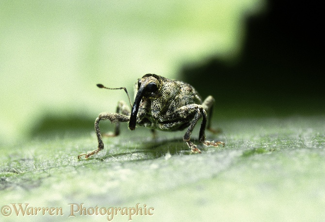 Nut Weevil (Curculio nucum) male.  Europe