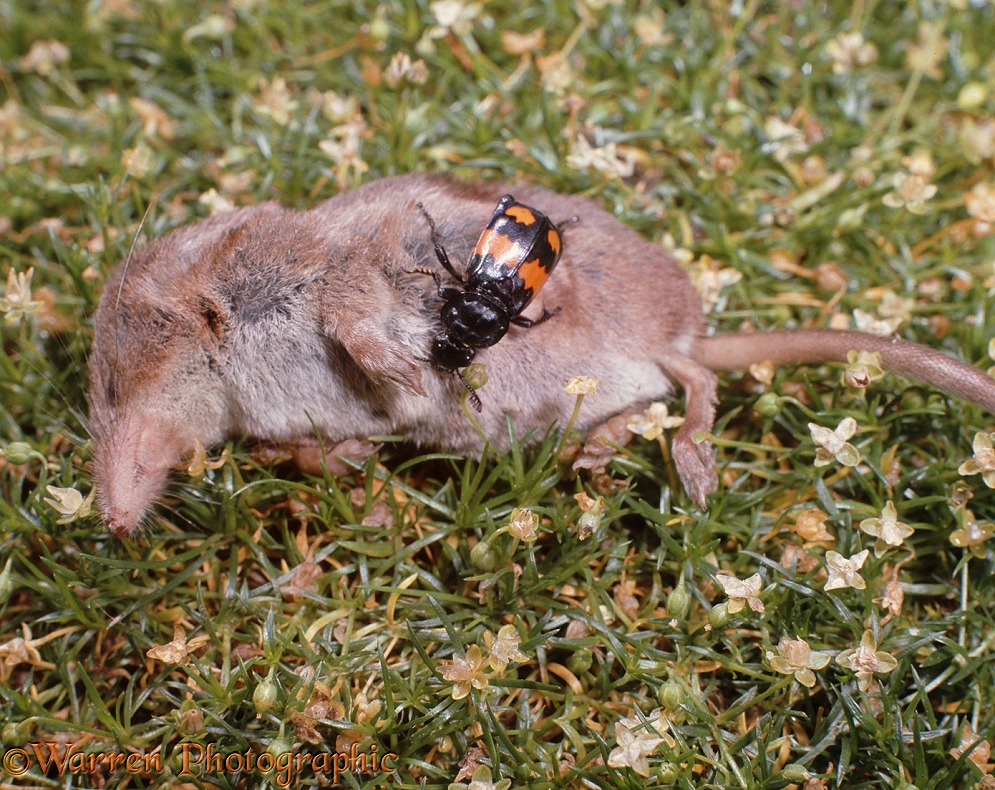 Sexton Beetle (Necrophorus vespilloides) on a dead shrew.  Europe