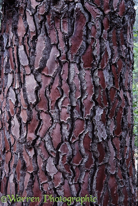 Maritime Pine (Pinus pinaster) trunk.  Europe, North Africa