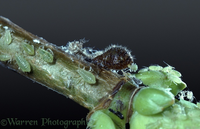 Sycamore Aphid (Drepanosiphum platanoides) over-wintering female giving birth to a young aphid and surrounded by her family