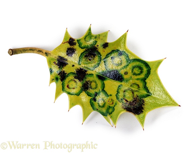 Holly (Ilex aquifolium) leaf fallen to the ground and starting to decay, white background