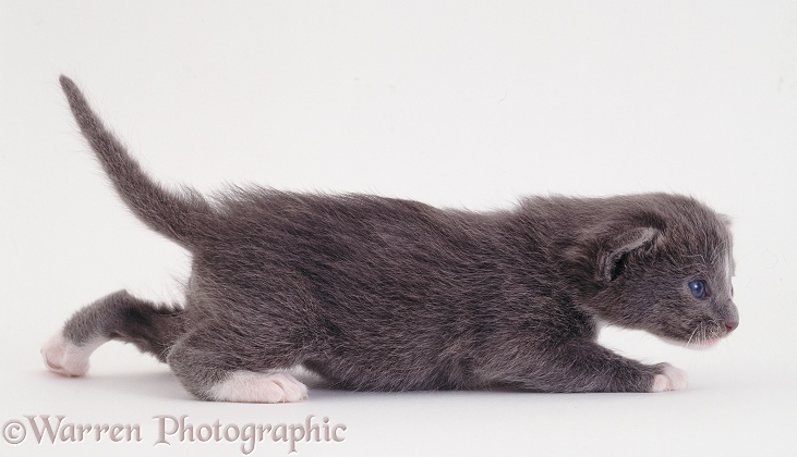 Pansy's blue kitten Donna, 18 days old, white background