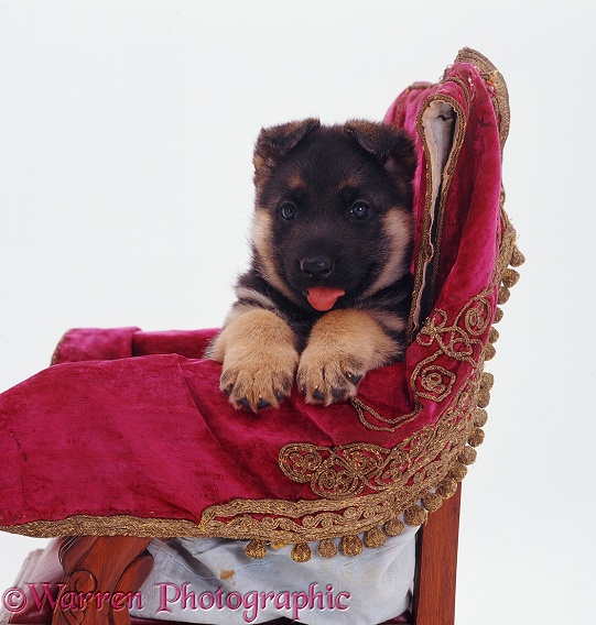 German Shepherd Dog puppy on a chair, white background