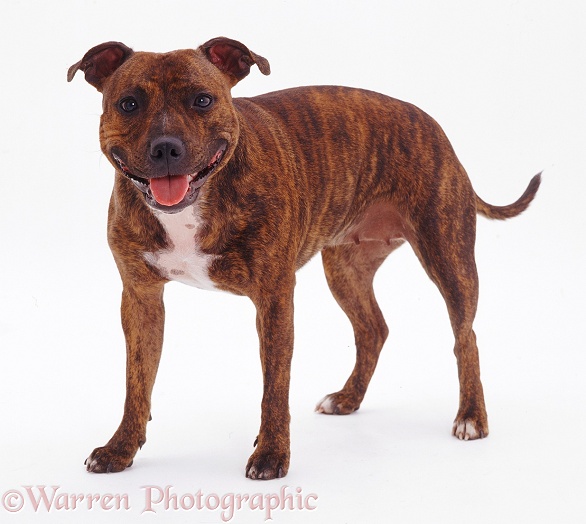 Brindle Staffordshire Bull Terrier, white background