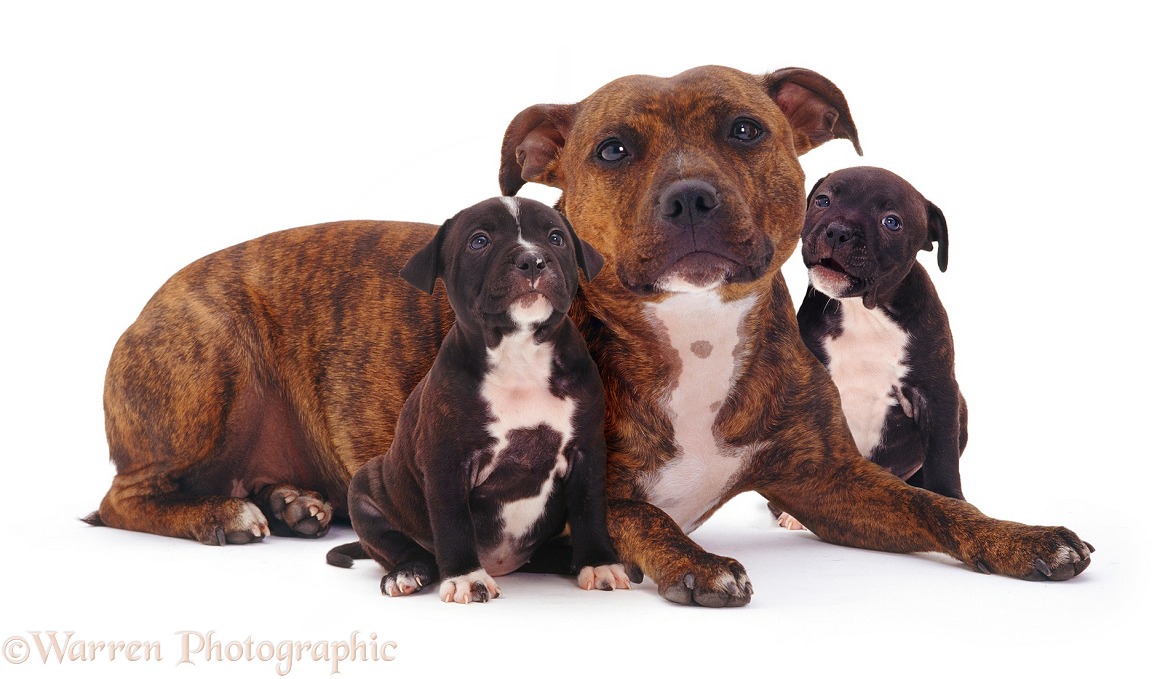 Brindle Staffordshire Bull Terrier mother and pups, white background