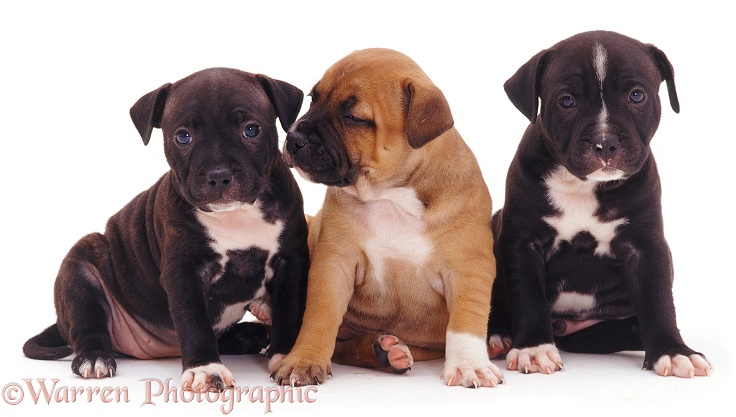 Brindle Staffordshire Bull Terrier puppies, white background