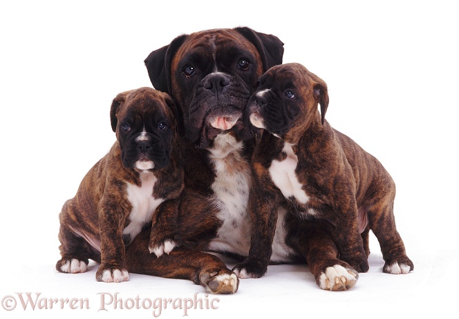 Boxer mother and pups, white background
