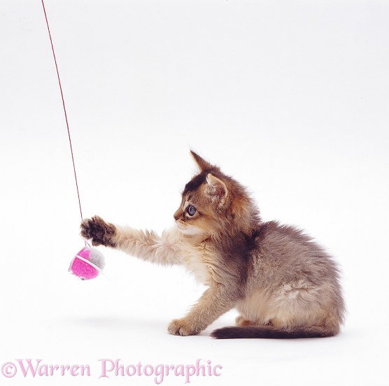 Usual Somali kitten, 7 weeks old, batting a dangling toy, white background