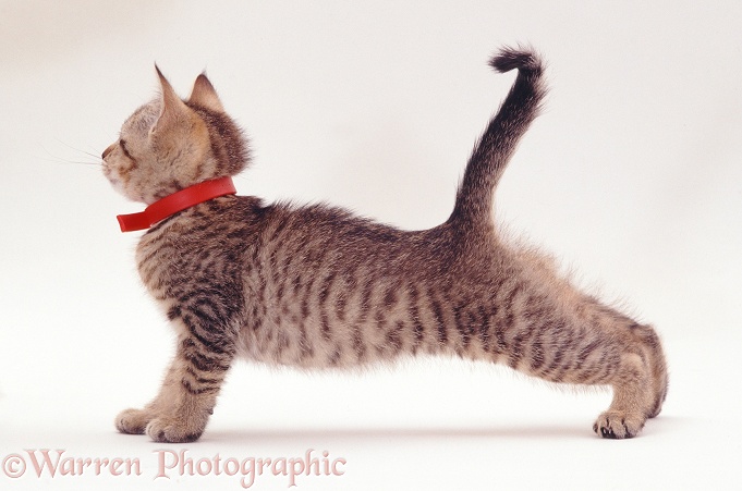 Small tabby kitten wearing red flea collar and stretching, white background