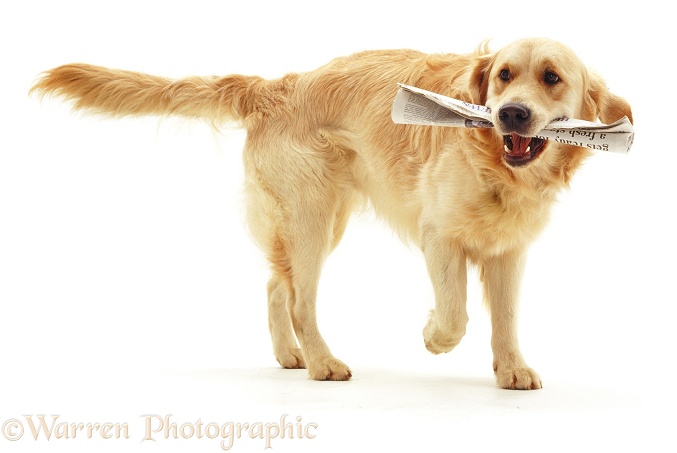 Golden Retriever dog Jez bringing the newspaper, white background