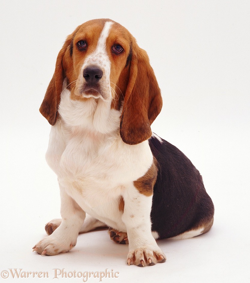 Basset Hound Emily, sitting, white background